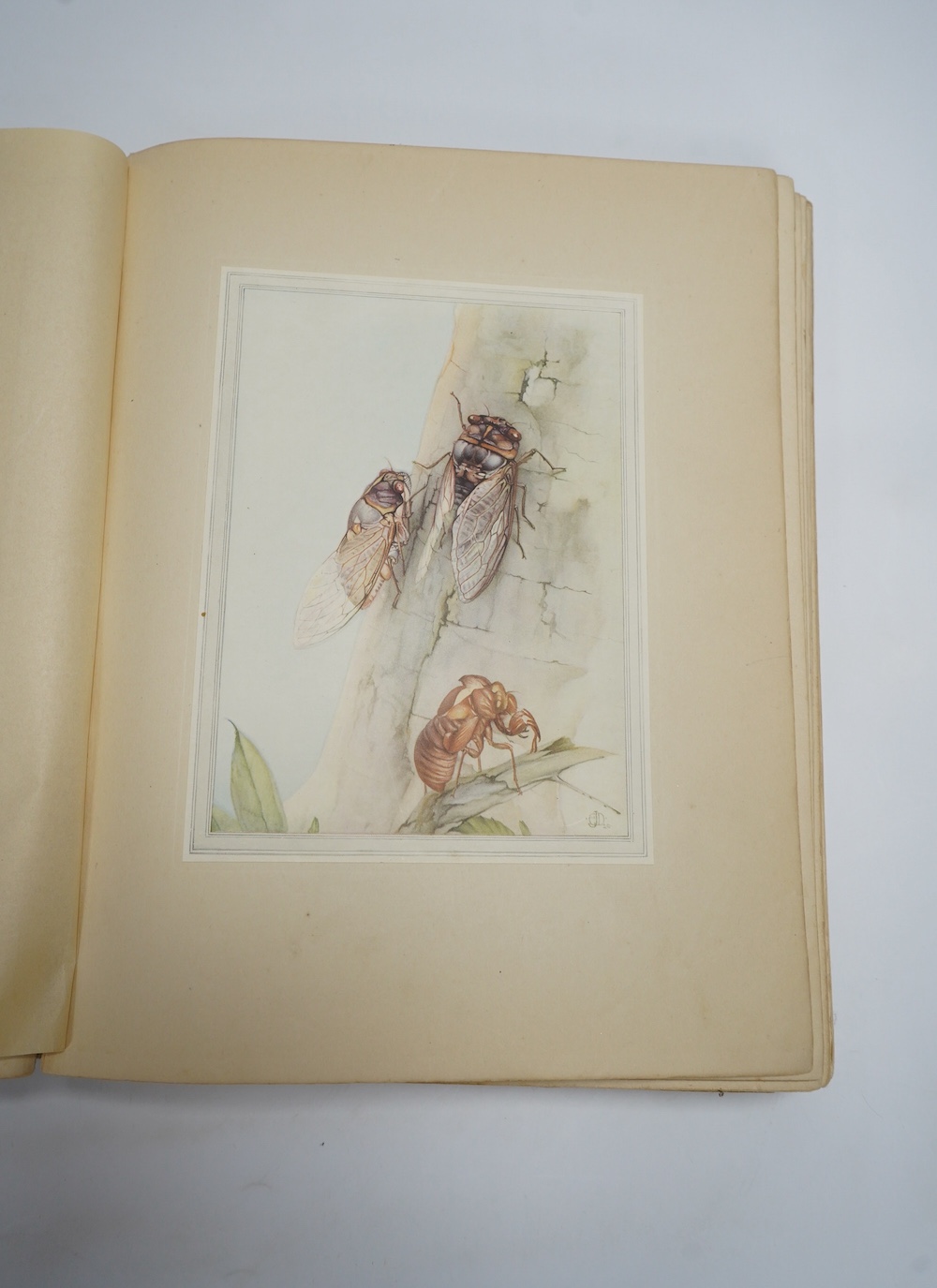 Detmold, Edward Julius (illustrator) - Maeterlinck, M, translated by A. Teixeira de Mattos - Hours of Gladness, with 20 colour plates, 4to, cream cloth gilt, George Allen & Co, Ltd., London and Dodd, Mead & Company, New